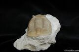 D Asaphus Lepidurus Trilobite ( Inches) #461-7
